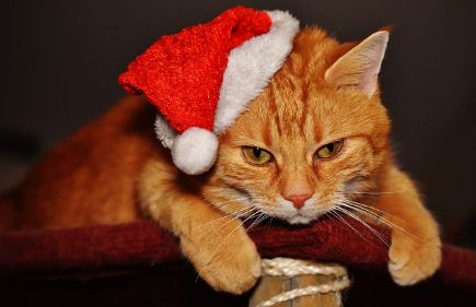 Katze Kater Weihnachtsfeier Weihnachten rote Mütze
